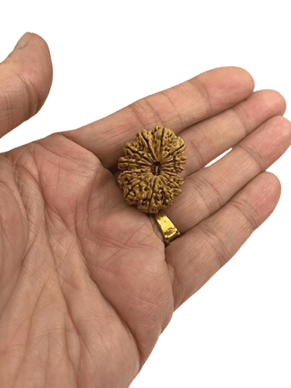 14 Mukhi | Fourteen Face Nepali Rudraksha Bead with Lab Certificate & X-Ray (1 Pc)