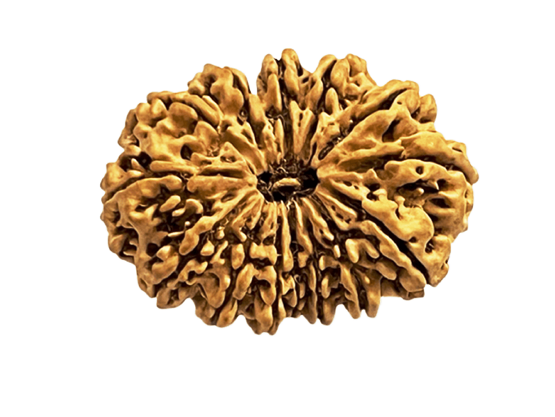 14 Mukhi | Fourteen Face Nepali Rudraksha Bead with Lab Certificate & X-Ray (1 Pc)