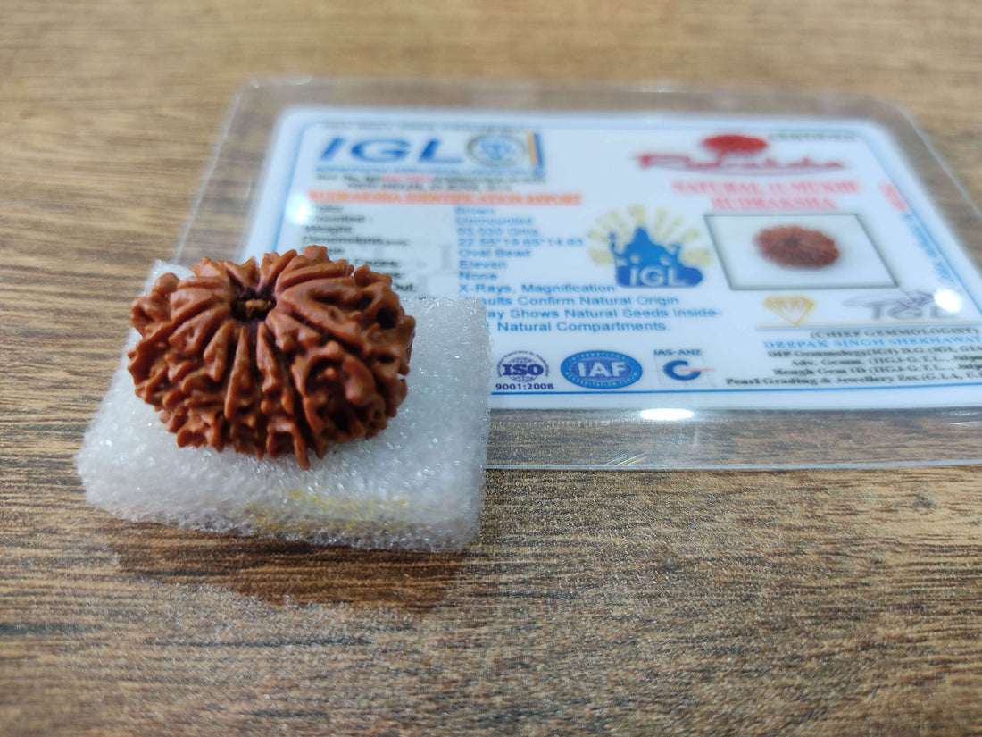 Premium 11 Mukhi Rudraksha (Nepali origin)