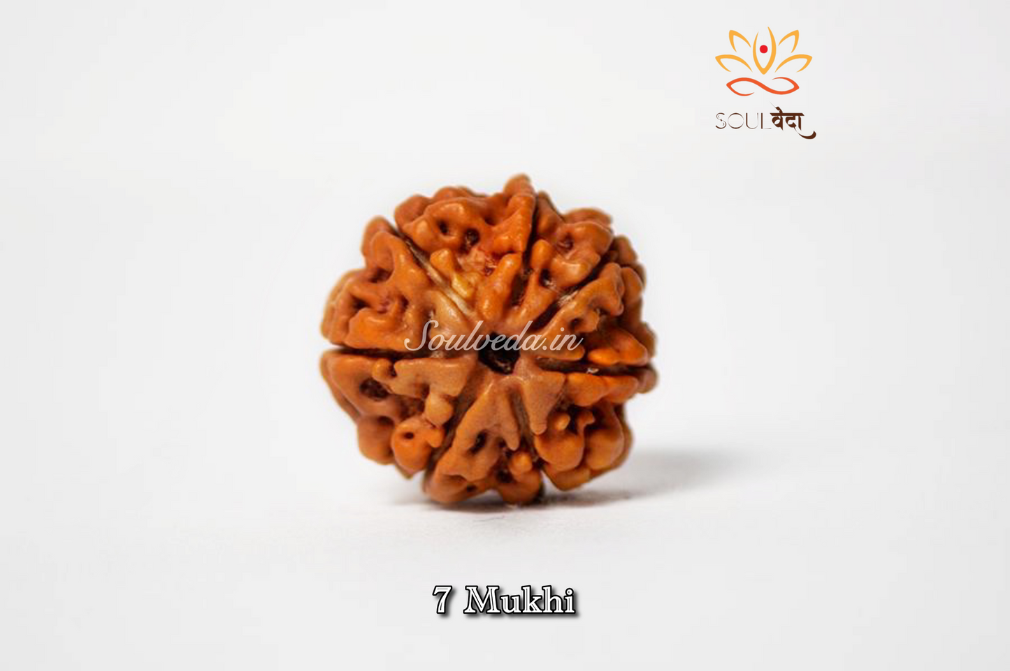 Premium 7 Mukhi Rudraksha