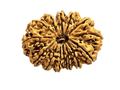 14 Mukhi | Fourteen Face Nepali Rudraksha Bead with Lab Certificate & X-Ray (1 Pc)