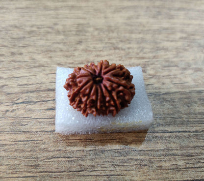Premium 11 Mukhi Rudraksha (Nepali origin)