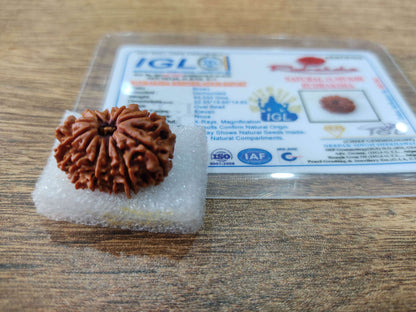 Premium 11 Mukhi Rudraksha (Nepali origin)
