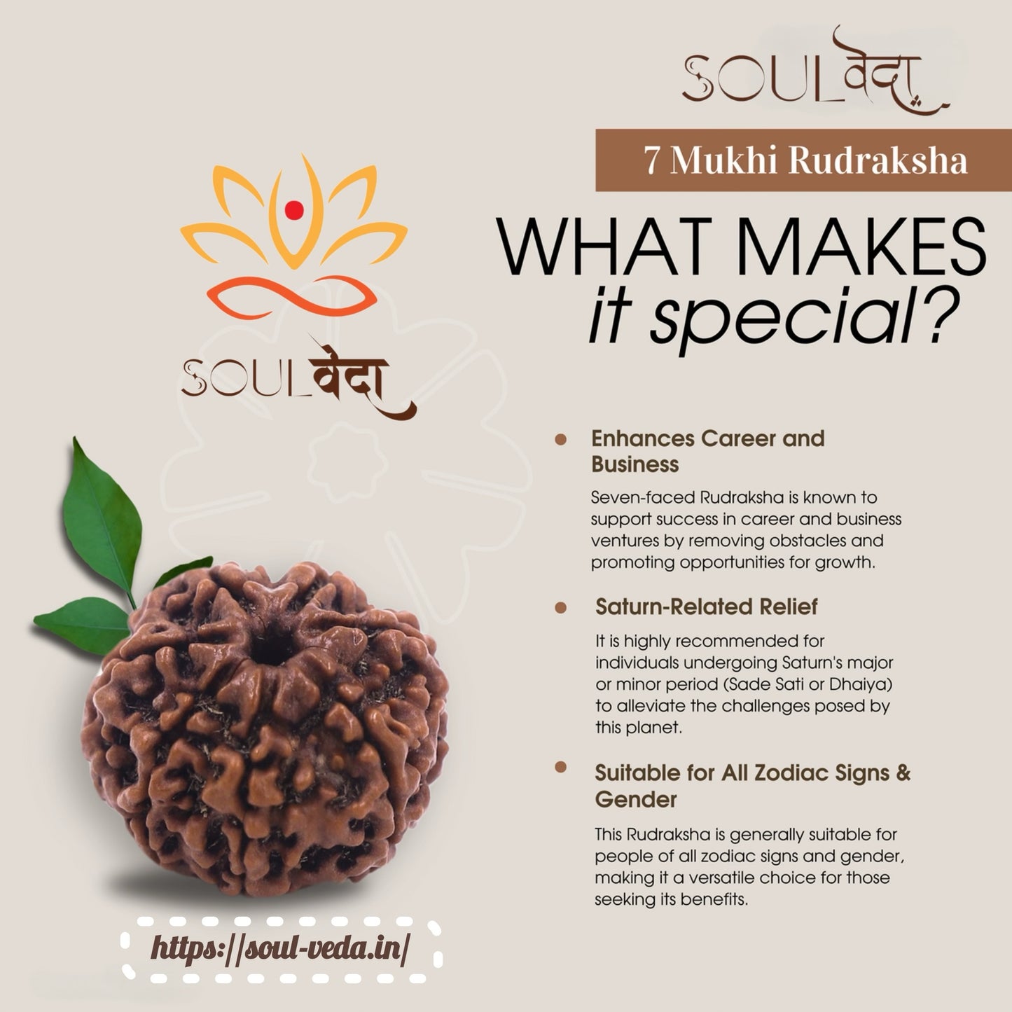 Premium 7 Mukhi Rudraksha