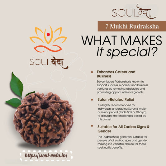 Premium 7 Mukhi Rudraksha