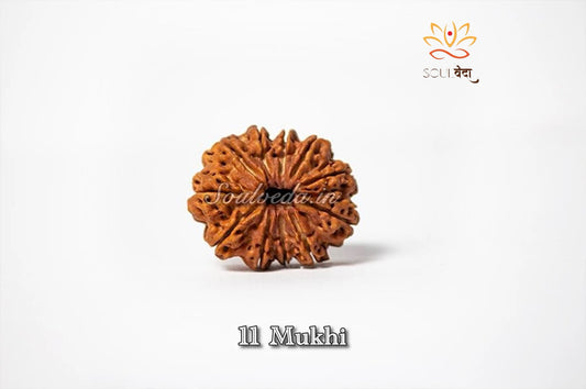 Premium 11 Mukhi Rudraksha (Nepali origin)